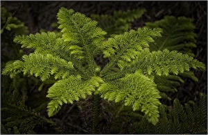 Images Dated 30th October 2012: New growth, Norfolk Island pine