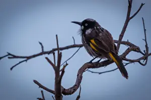 New Holland Honeyeater