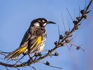New Holland honeyeater, Victoria, Australia