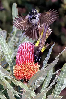 New Holland Honeyeaters on a banksia Flower - Western Australia