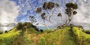 New Zealand Christmas tree (Metrosideros excelsa) near Russell New Zealand Christmas tree (Metrosideros excelsa) near Russell