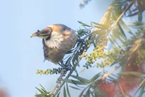 Avian Prints: Noisy Friarbird (Philemon corniculatus) perched on flowering branch with blue sky background