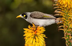 Noisy miner