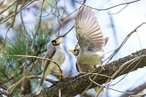 Images Dated 1st June 2014: Noisy Miners
