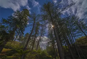 Common Sunstar Prints: Norfolk Pines