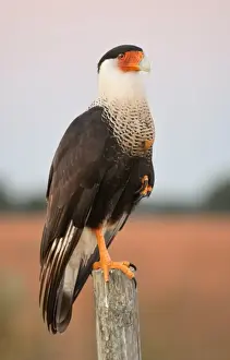 Northern Caracara (Caracara cheriway)