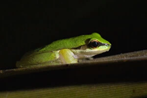 Images Dated 28th July 2019: Northern dwarf tree frog