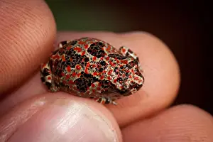 Notaden nichollsi metamorph