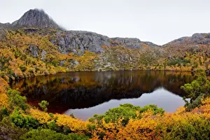 Nothofagus gunnii