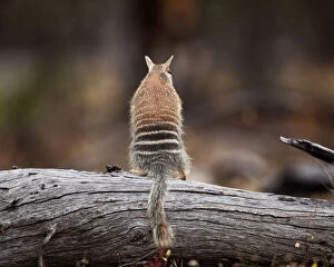 Images Dated 29th May 2021: Numbat