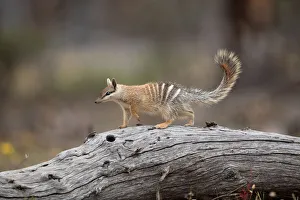 Numbat foraging Numbat foraging