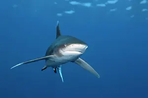 Prints of animals, blue water, carcharhinus longimanus, cartilaginous fish, fauna, front views, frontal, habitat, natural environment, natural environments, no one, nobody, ocean, oceanic whitetip shark Discover the beauty and vulnerability of Australia's sharks: Oceanic whitetip shark (Carcharhinus longimanus) from front