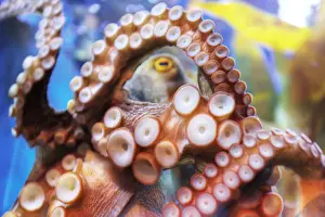 One Animal Prints: Octopus in Kuala Lumpur