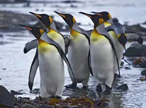 Penguin Prints: Odd one out