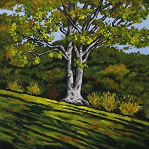 Images Dated 31st August 2017: Oil Painting of Sunlight Splashing on a Tree on Green Grassy Hillside