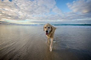 Images Dated 31st July 2014: Old dog on the beach