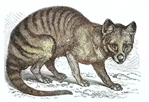Images Dated 23rd June 2022: Old engraved illustration of the Tasmanian tiger
