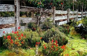 Images Dated 28th March 2008: Old Post and rail fence-line in the Cradle Mountain National park, Central Tasmania