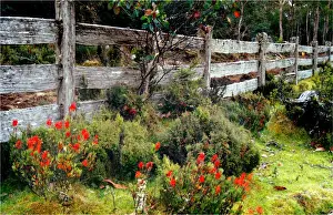 Old Post and rail fence-line in the Cradle Mountain National park, Central Tasmania