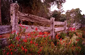 Fence Prints: Old Post and rail fence-line in the Cradle Mountain National park, Central Tasmania