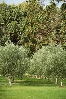 Olive Tree