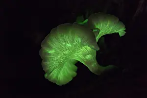 Omphalotus nidiformis, or ghost fungus