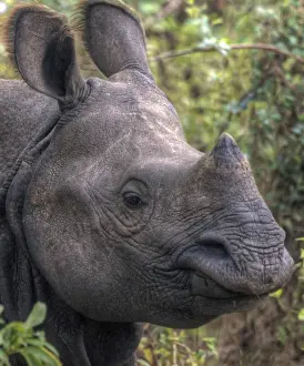 One-horned rhinoceros Chitwan National Park, Nepal
