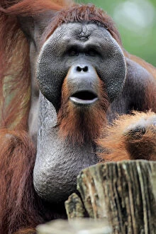 Naturfotografie & Sohns Wildlife Photography Collection: Orang Utan, (Pongo pygmaeus)