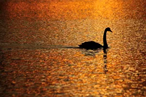 Swan Prints: Orange Swan Sunrise