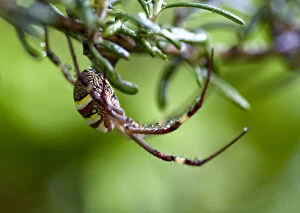 Images Dated 5th September 2009: Orb Spider