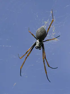 Orb spider, Lord Howe Island, majestic and scenically wonderful, is part of New South Wales, Australia