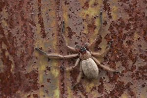 Australian Spiders Collection: An orb spider on a rusty surface