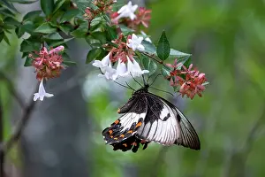 Prints of A Orchard Swallowtail Butterfly or Citrus Butterfly- Papilio aegeus perched on an Abelia Flower part of the honeysuckle family Louise Docker Photography Prints: Orchard SwallowTail Butterflu on an Abelia Flower