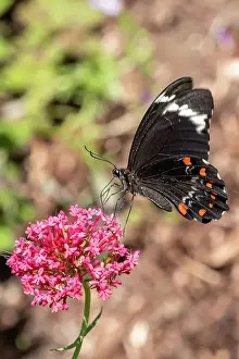 Prints of A Orchard Swallowtail Butterfly or Citrus Butterfly- Papilio aegeus perched on an Red Valerian Flower - Centranthus ruber or spur valerian, kiss-me-quick, fox's brush, devil's beard or Jupiter's beard Louise Docker Photography Prints: Orchard SwallowTail Butterfluy on an Red Valerian Flower