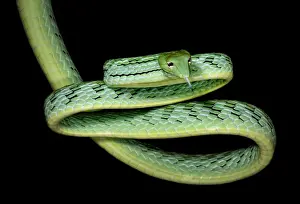 Oriental Whip snake