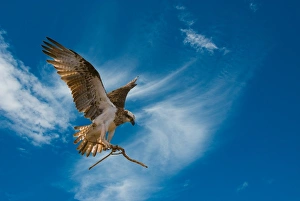 Ospray in flight with branch Ospray in flight with branch
