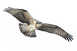 Birds Collection: Osprey flying