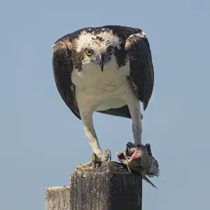 Wood Prints: Osprey (Pandion haliaetus) eating fish prey on a wooden post