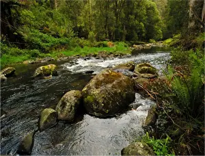 Otway rainforest, Victoria, Australia
