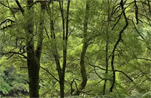 Otway ranges rainforest, Victoria, Australia