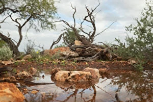 Lea Scaddan Collection: Outback landscape