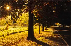 Ovens Valley, summer light, Victoria, Australia