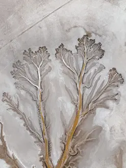 Overhead shot showing branches from a river tributary on a dry floodplain, Derby, The Kimberley, Western Australia, Australia