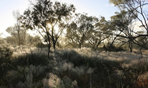 An overnight stop in the Australia bush was followed up by a morning misty