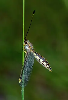 Prints of Side view of an owl fly Suhpalacsa sp. (genus) in a grass stem with green background Louise Docker Photography Prints: Owlfly on grass stem