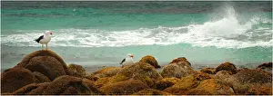 Pacific Gull, King Island, Bass Strait, Tasmania, Australia