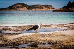 Images Dated 31st January 2016: Pacific Gull at Lucky Bay