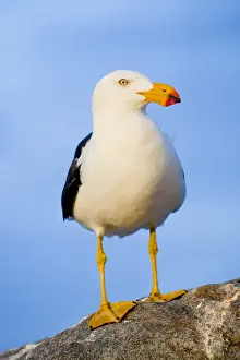 Pacific Gull standing on a rock