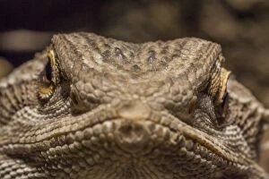 Iguana Collection: Pagona, bearded dragon