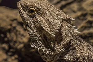 Images Dated 7th May 2013: Pagona, bearded dragon
